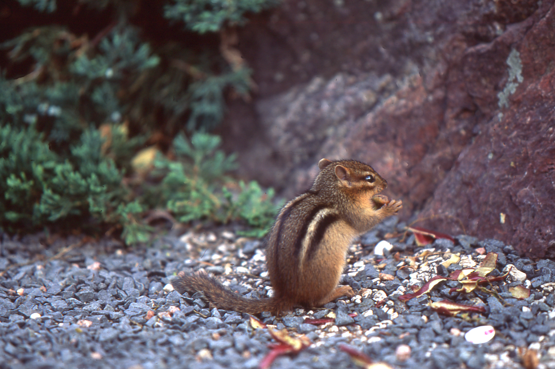 Hibernation – Discover-Nature
