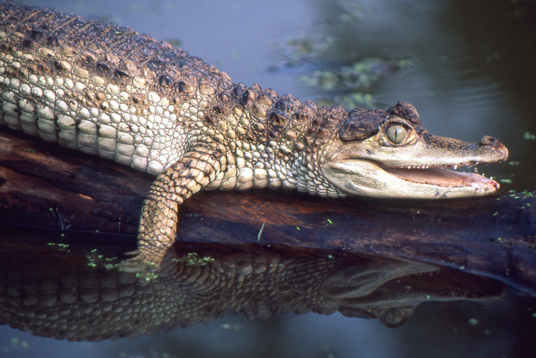 Crocodilians pt.1