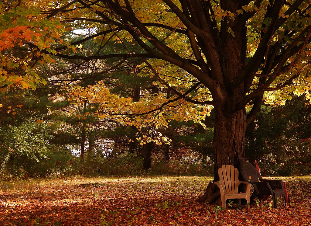 Maple Trees – Discover-Nature