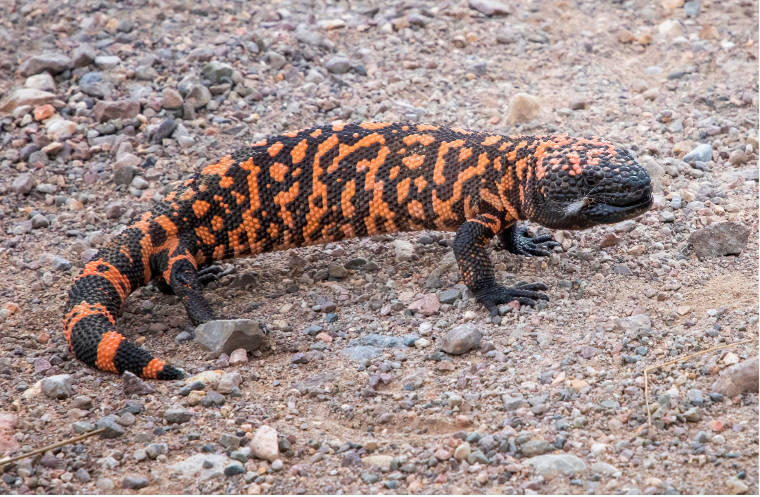 Extinct & Endangered – pt.3 – Discover-Nature