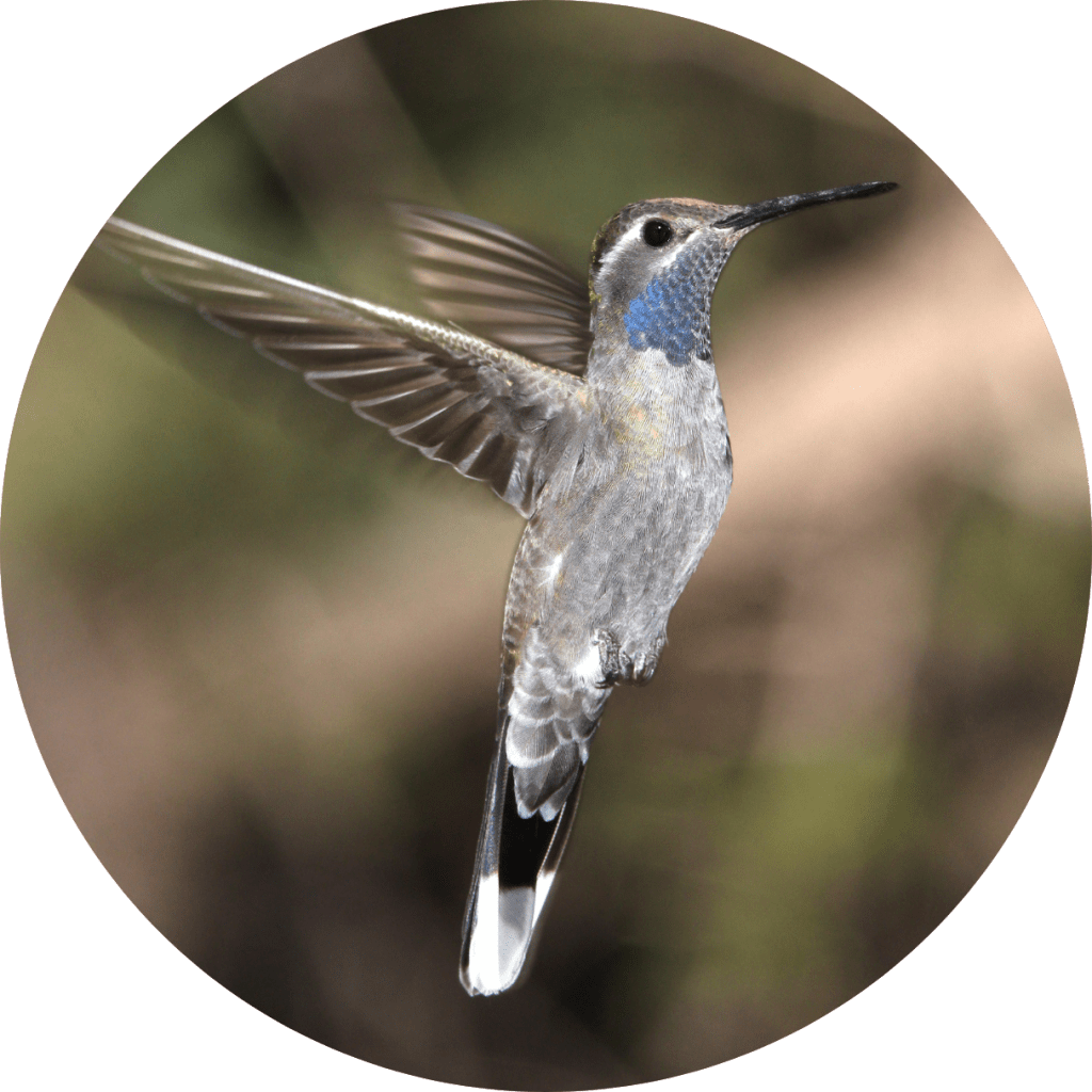 Hummingbirds – Discover-Nature