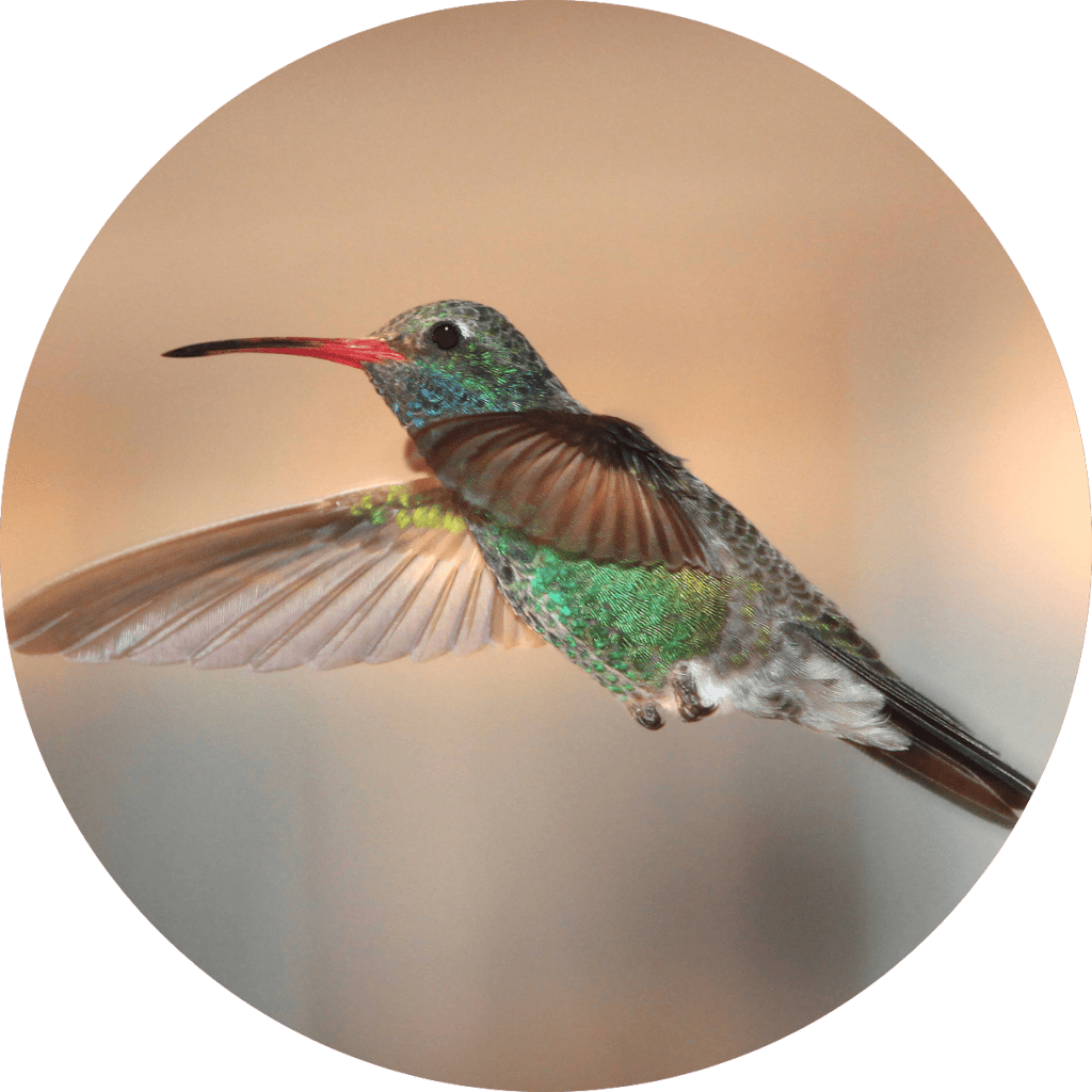 Hummingbirds – Discover-Nature