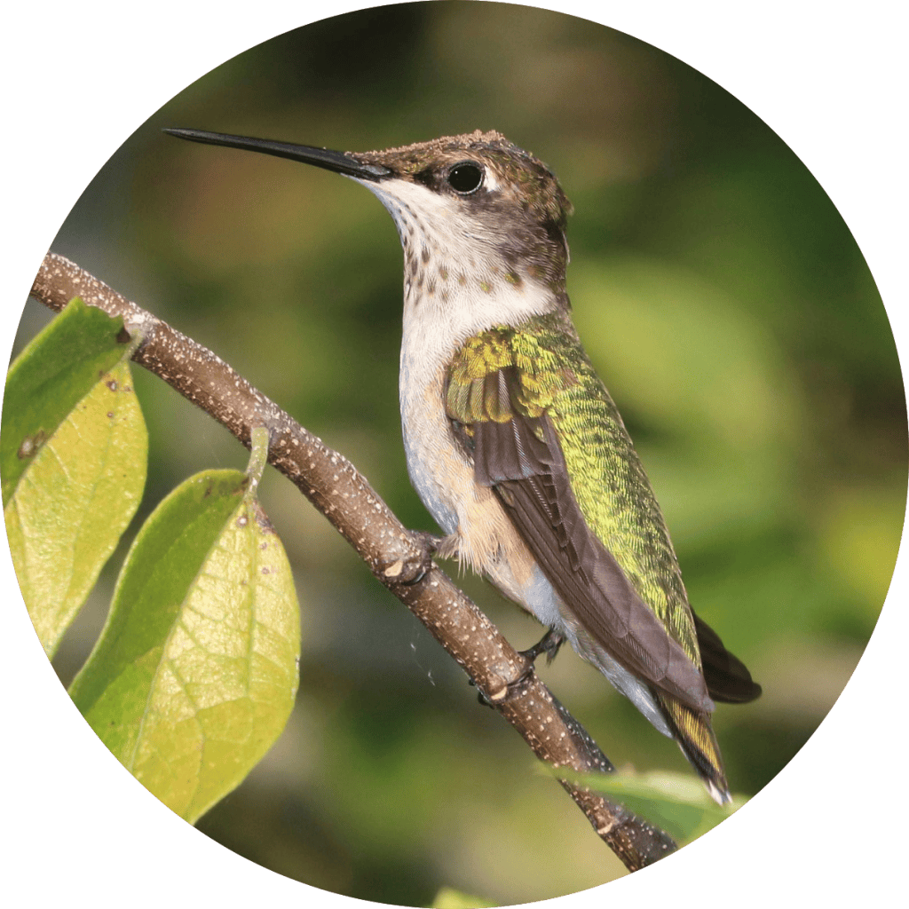Hummingbirds – Discover-Nature